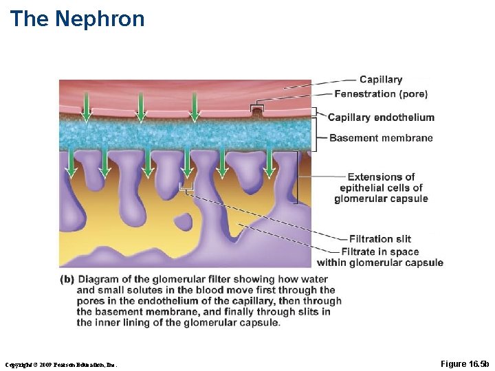 The Nephron Copyright © 2009 Pearson Education, Inc. Figure 16. 5 b 