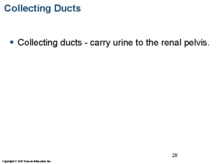 Collecting Ducts § Collecting ducts - carry urine to the renal pelvis. 28 Copyright