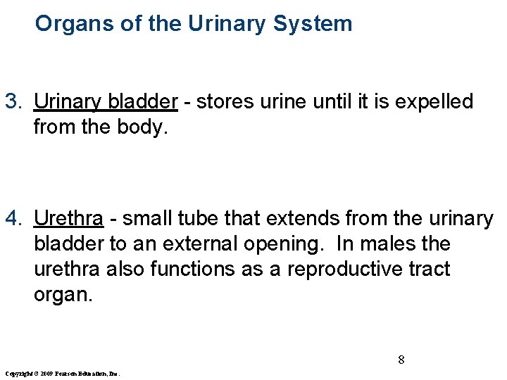 Organs of the Urinary System 3. Urinary bladder - stores urine until it is