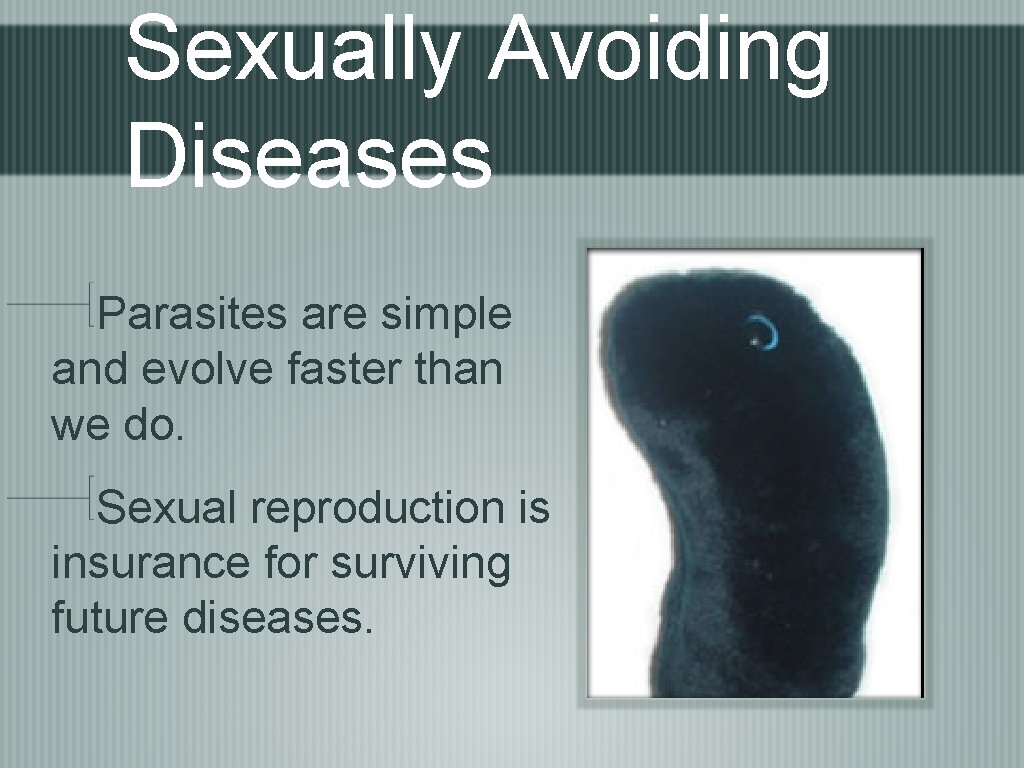 Sexually Avoiding Diseases Parasites are simple and evolve faster than we do. Sexual reproduction