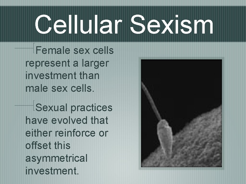 Cellular Sexism Female sex cells represent a larger investment than male sex cells. Sexual