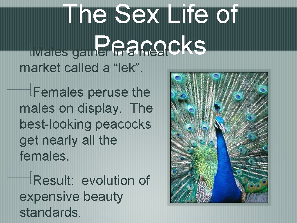 The Sex Life of Peacocks Males gather in a meat market called a “lek”.