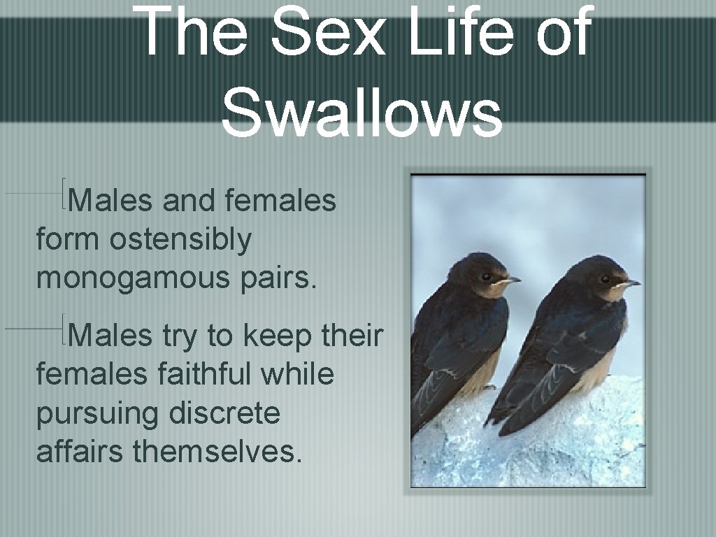 The Sex Life of Swallows Males and females form ostensibly monogamous pairs. Males try