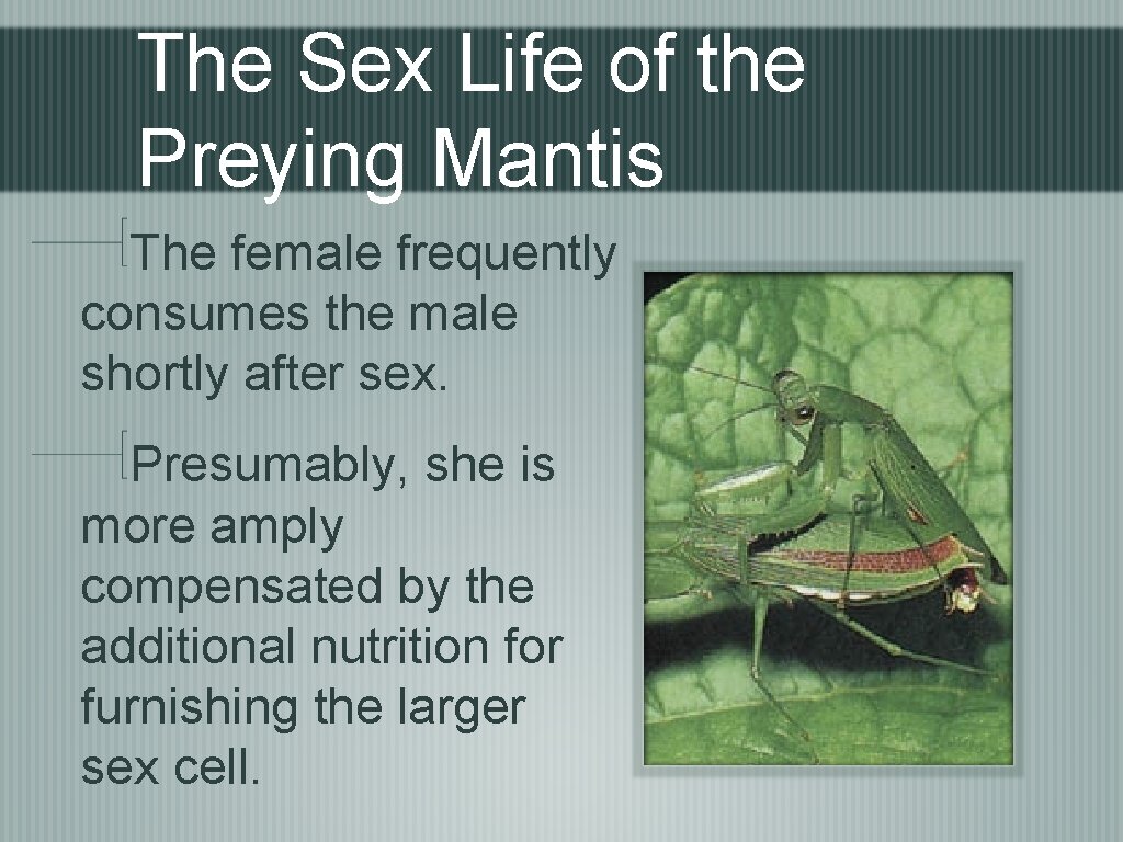 The Sex Life of the Preying Mantis The female frequently consumes the male shortly