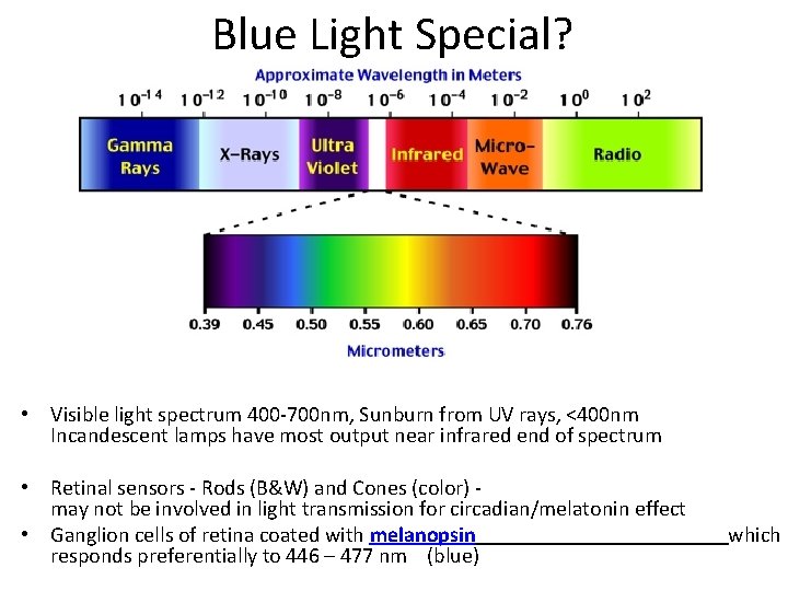 Blue Light Special? • Visible light spectrum 400 -700 nm, Sunburn from UV rays,