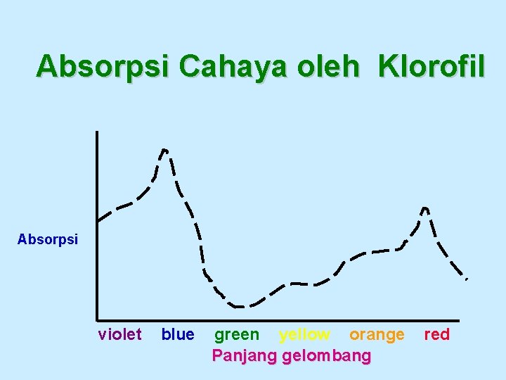 Absorpsi Cahaya oleh Klorofil Absorpsi violet blue green yellow orange Panjang gelombang red 