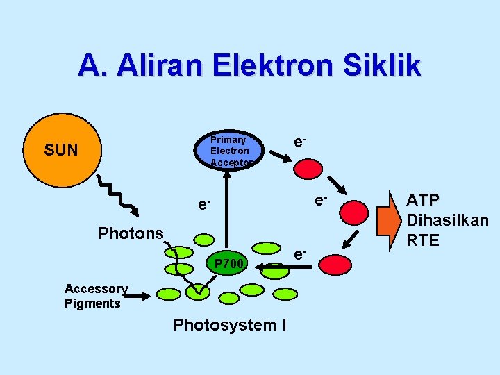 A. Aliran Elektron Siklik Primary Electron Acceptor SUN ee- e. Photons P 700 Accessory