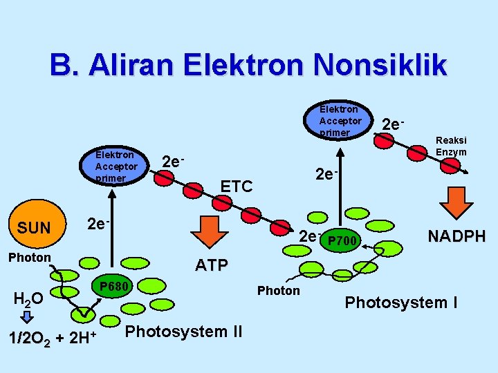 B. Aliran Elektron Nonsiklik Elektron Acceptor primer SUN 2 e- Photon H 2 O