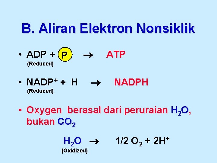 B. Aliran Elektron Nonsiklik • ADP + P ATP (Reduced) • NADP+ + H