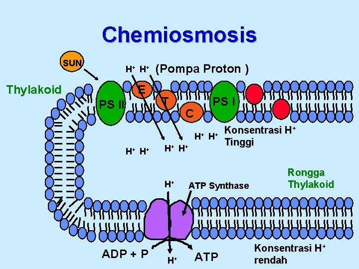 Chemiosmosis SUN H+ H + Thylakoid E PS II (Pompa Proton ) T PS