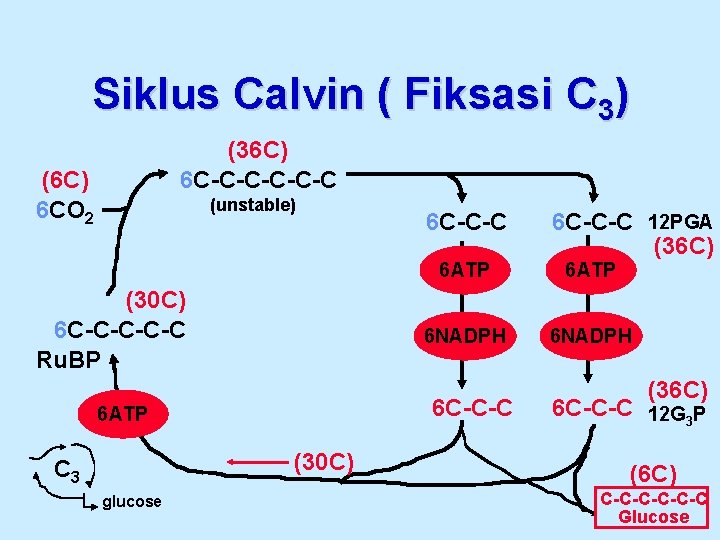 Siklus Calvin ( Fiksasi C 3) (36 C) 6 C-C-C-C (6 C) 6 CO