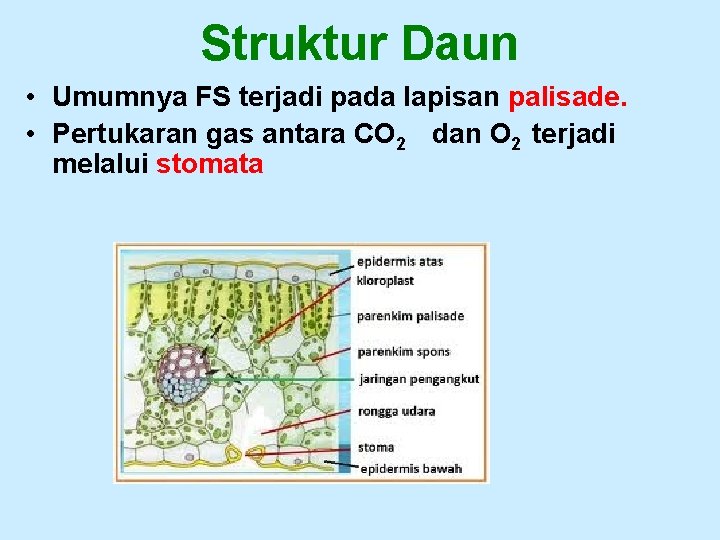 Struktur Daun • Umumnya FS terjadi pada lapisan palisade. • Pertukaran gas antara CO