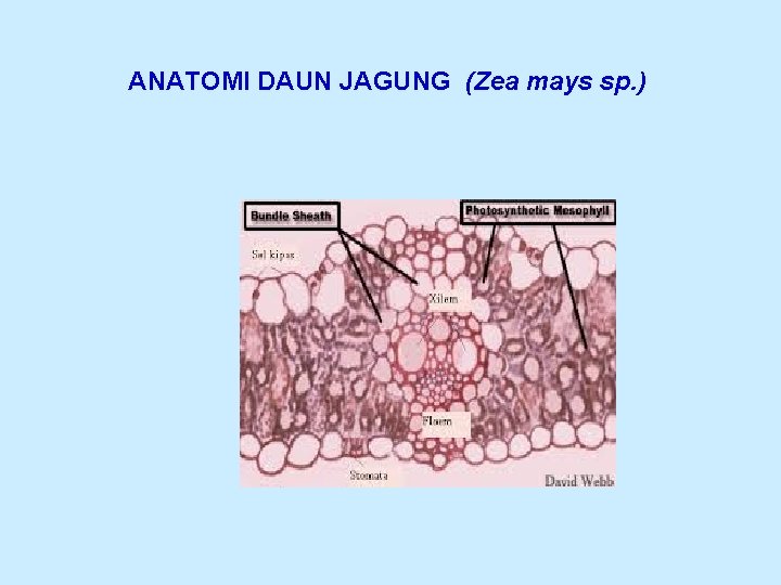 ANATOMI DAUN JAGUNG (Zea mays sp. ) 