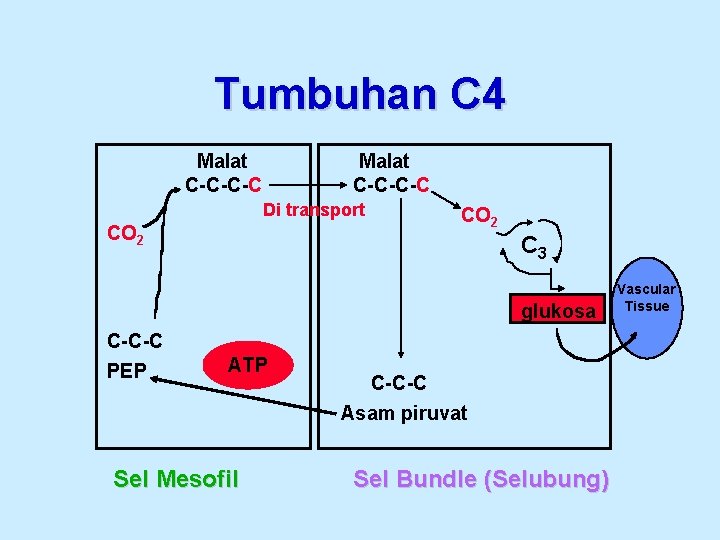 Tumbuhan C 4 Malat C-C-C-C Di transport CO 2 C 3 glukosa C-C-C PEP