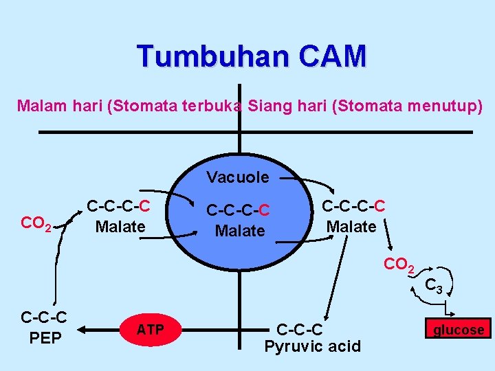 Tumbuhan CAM Malam hari (Stomata terbuka Siang hari (Stomata menutup) Vacuole CO 2 C-C-C-C