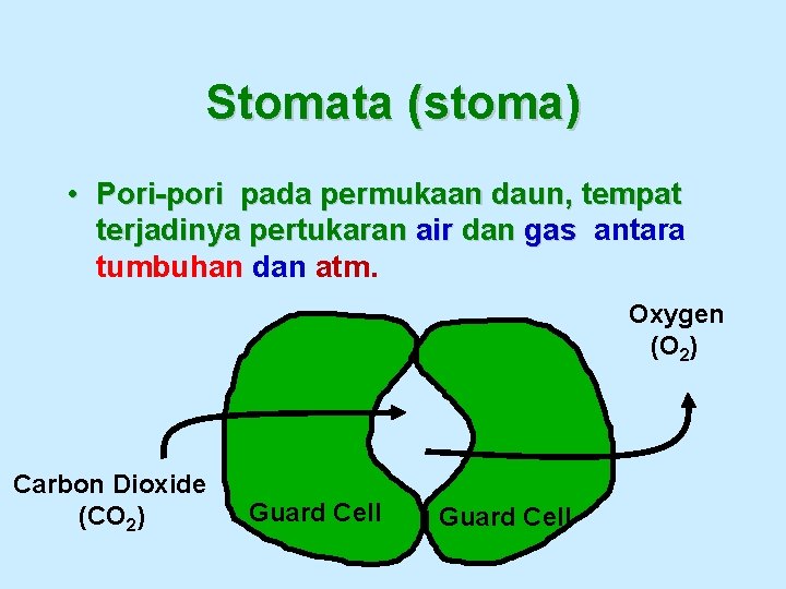 Stomata (stoma) • Pori-pori pada permukaan daun, tempat terjadinya pertukaran air dan gas antara