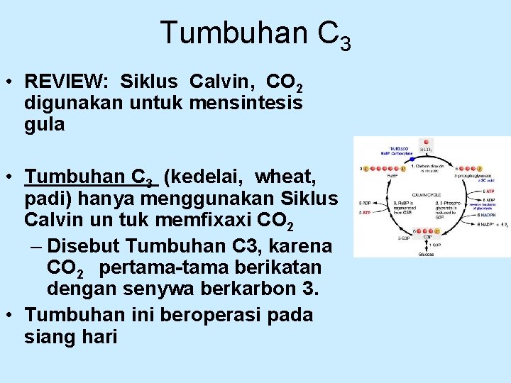 Tumbuhan C 3 • REVIEW: Siklus Calvin, CO 2 digunakan untuk mensintesis gula •