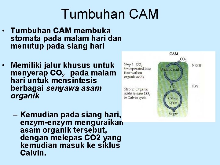 Tumbuhan CAM • Tumbuhan CAM membuka stomata pada malam hari dan menutup pada siang