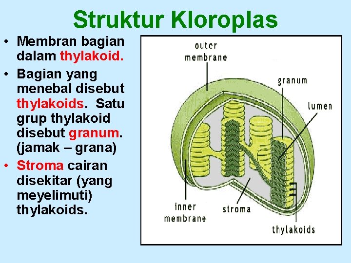 Struktur Kloroplas • Membran bagian dalam thylakoid. • Bagian yang menebal disebut thylakoids. Satu