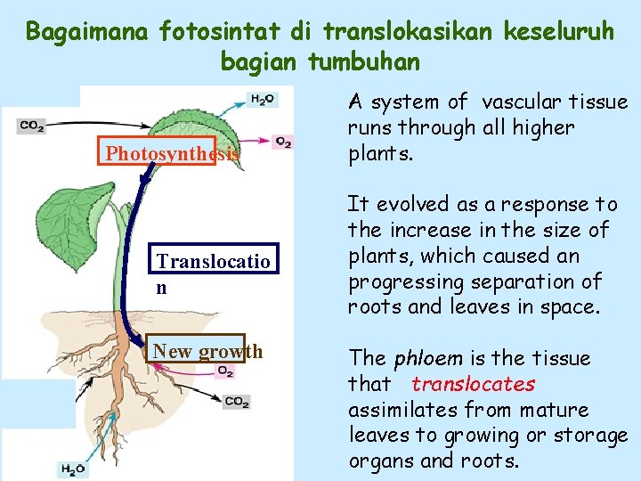 Bagaimana fotosintat di translokasikan keseluruh bagian tumbuhan Photosynthesis Translocatio n New growth A system