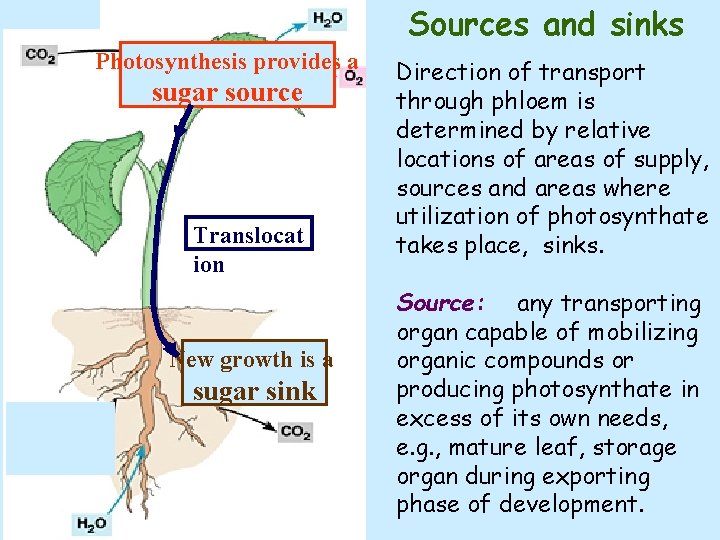 Sources and sinks Photosynthesis provides a sugar source Translocat ion New growth is a