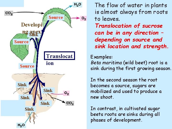 Source Multiple sources and sinks Developi ng Sink apex Source Translocat ion Sink Sink