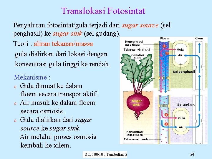 Translokasi Fotosintat Penyaluran fotosintat/gula terjadi dari sugar source (sel penghasil) ke sugar sink (sel