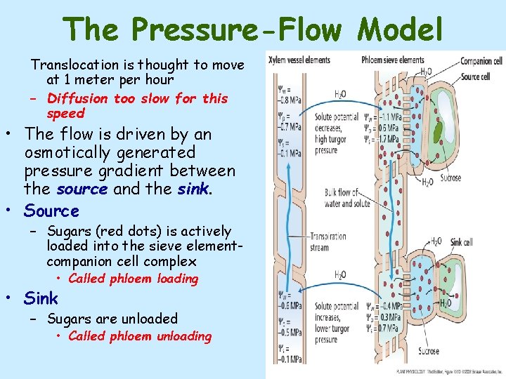 The Pressure-Flow Model Translocation is thought to move at 1 meter per hour –