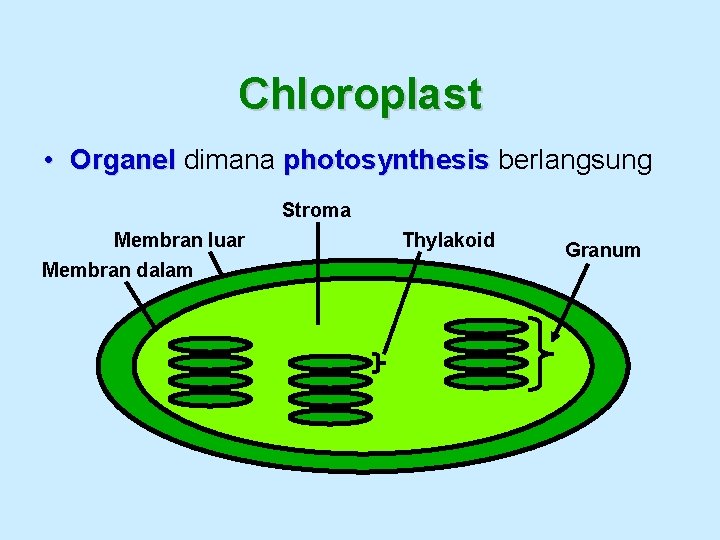 Chloroplast • Organel dimana photosynthesis berlangsung Stroma Membran luar Membran dalam Thylakoid Granum 