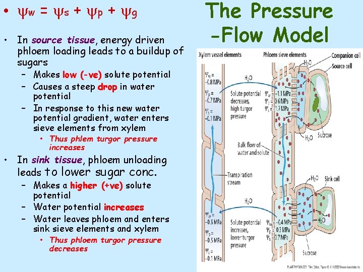  • yw = ys + yp + yg • In source tissue, energy