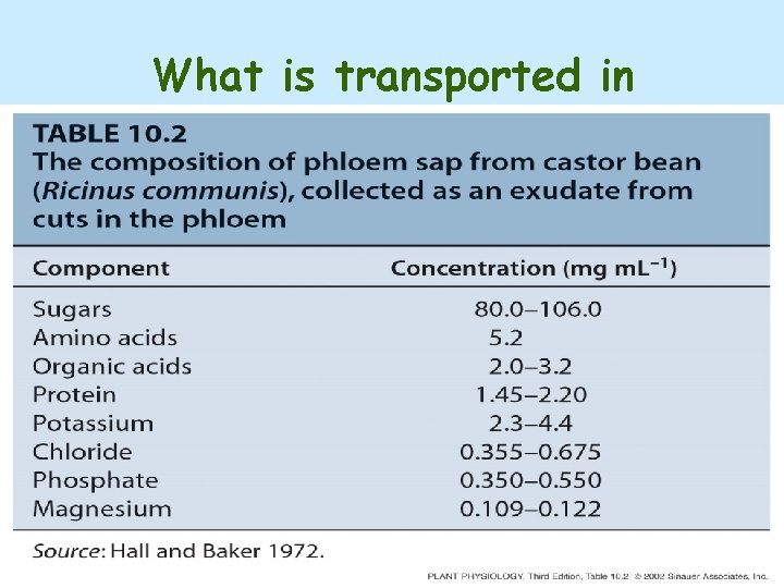 What is transported in phloem? 