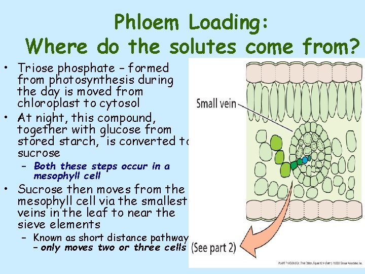 Phloem Loading: Where do the solutes come from? • Triose phosphate – formed from