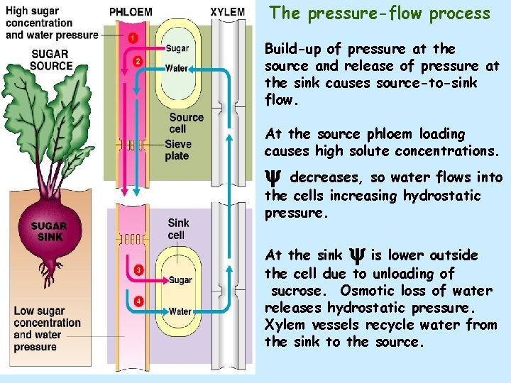 The pressure-flow process Pressure flow schematic Build-up of pressure at the source and release