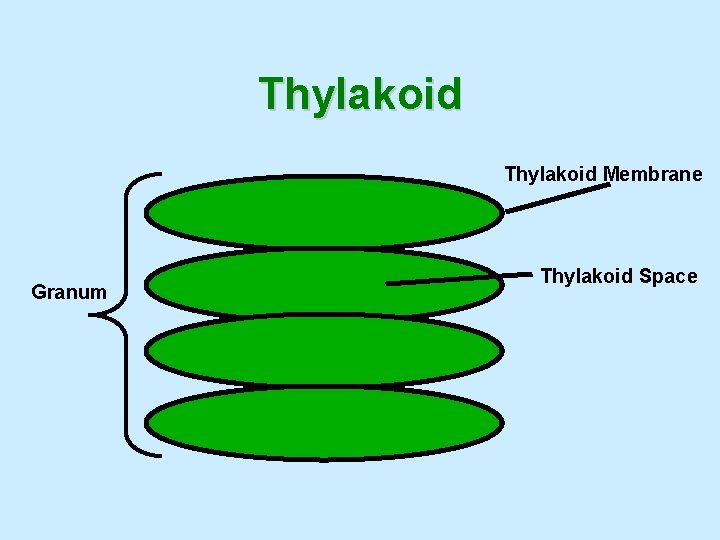 Thylakoid Membrane Granum Thylakoid Space 