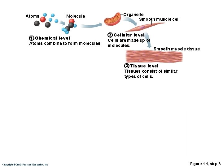 Atoms Molecule 1 Chemical level Atoms combine to form molecules. Organelle Smooth muscle cell