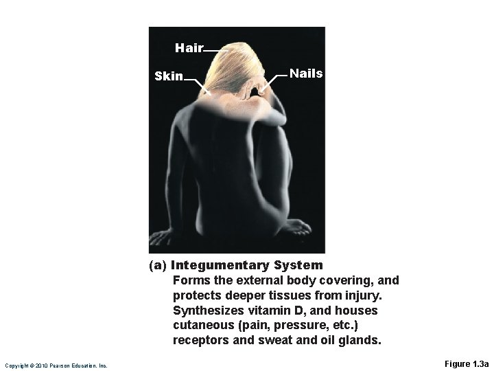 Hair Skin Nails (a) Integumentary System Forms the external body covering, and protects deeper