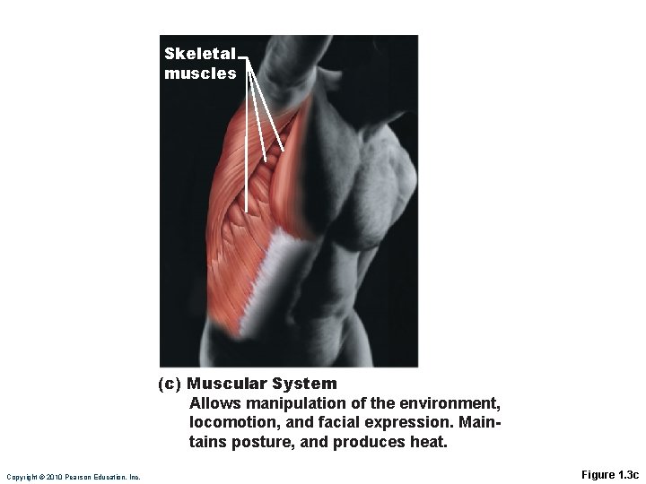 Skeletal muscles (c) Muscular System Allows manipulation of the environment, locomotion, and facial expression.