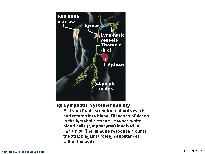 Red bone marrow Thymus Lymphatic vessels Thoracic duct Spleen Lymph nodes (g) Lymphatic System/Immunity