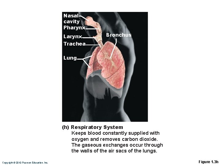 Nasal cavity Pharynx Larynx Trachea Bronchus Lung (h) Respiratory System Keeps blood constantly supplied