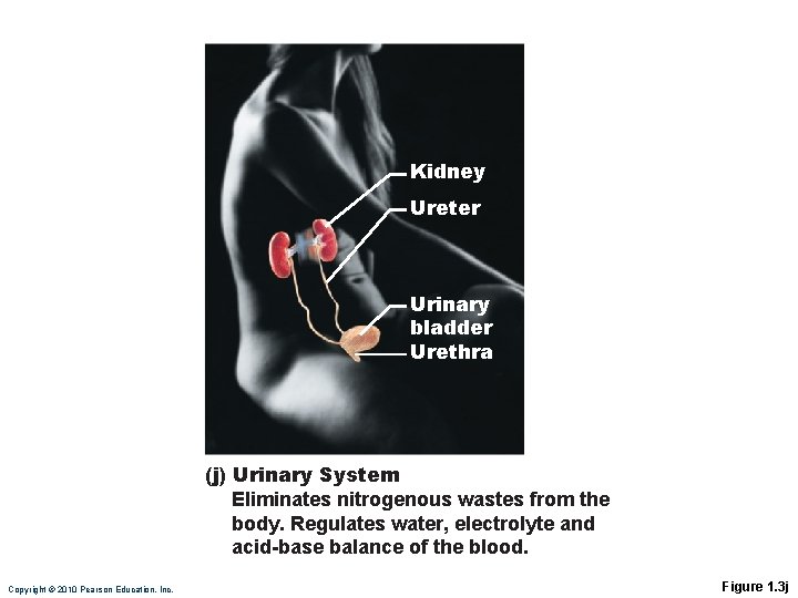 Kidney Ureter Urinary bladder Urethra (j) Urinary System Eliminates nitrogenous wastes from the body.