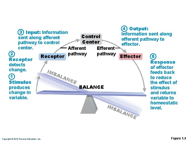 3 Input: Information sent along afferent pathway to control center. 2 Receptor detects change.