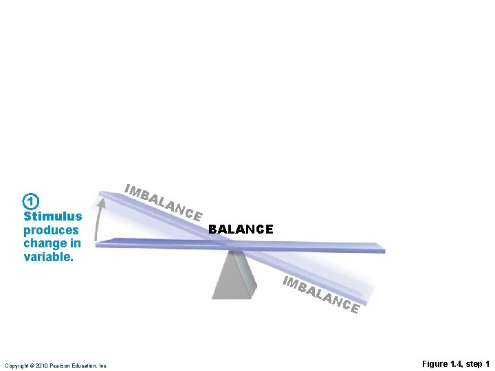 1 Stimulus produces change in variable. IMB AL AN CE BALANCE IMB AL Copyright