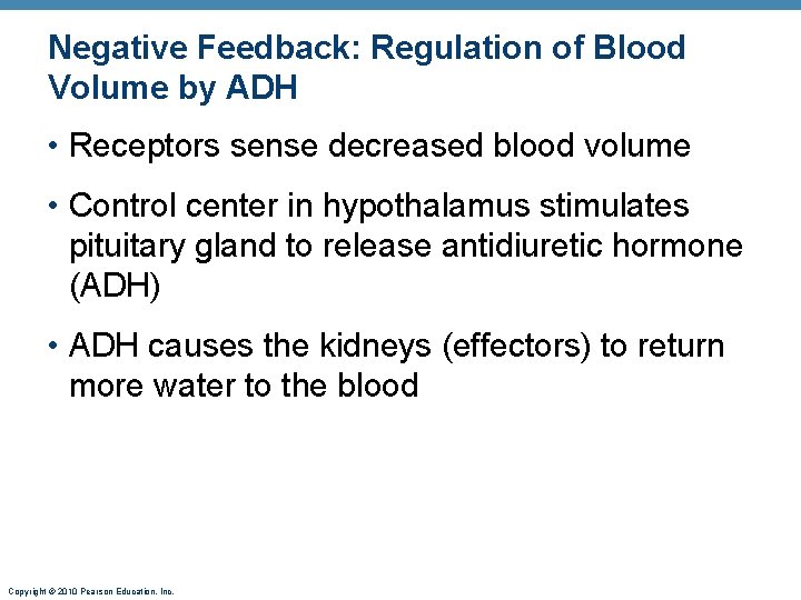 Negative Feedback: Regulation of Blood Volume by ADH • Receptors sense decreased blood volume