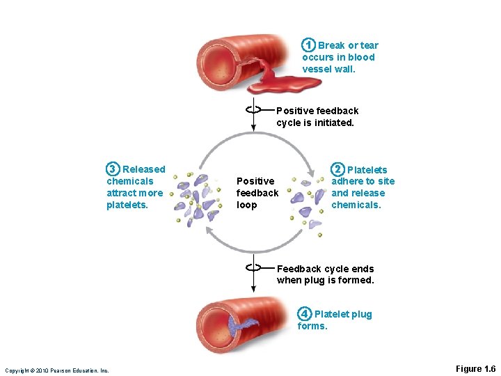 1 Break or tear occurs in blood vessel wall. Positive feedback cycle is initiated.