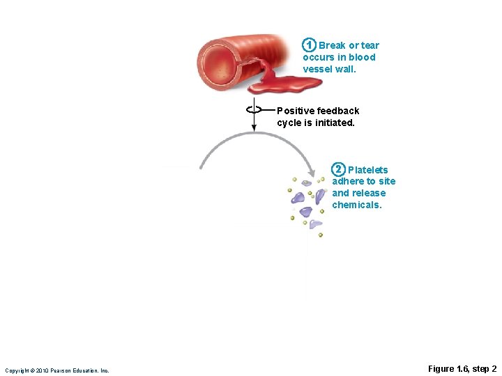 1 Break or tear occurs in blood vessel wall. Positive feedback cycle is initiated.