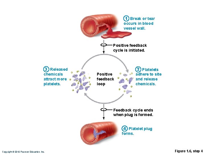 1 Break or tear occurs in blood vessel wall. Positive feedback cycle is initiated.