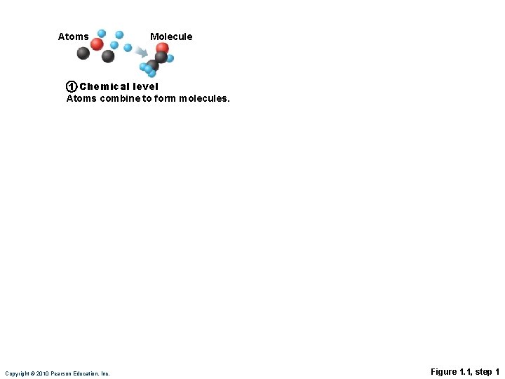 Atoms Molecule 1 Chemical level Atoms combine to form molecules. Copyright © 2010 Pearson