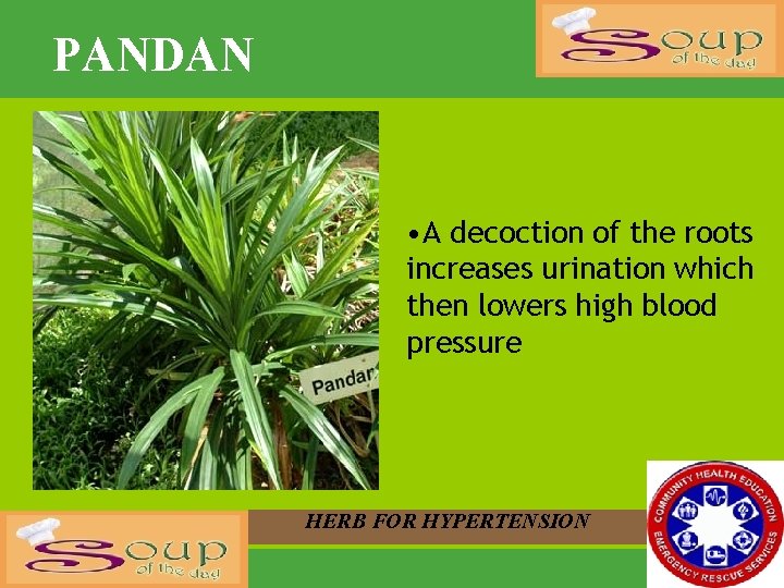 PANDAN • A decoction of the roots increases urination which then lowers high blood