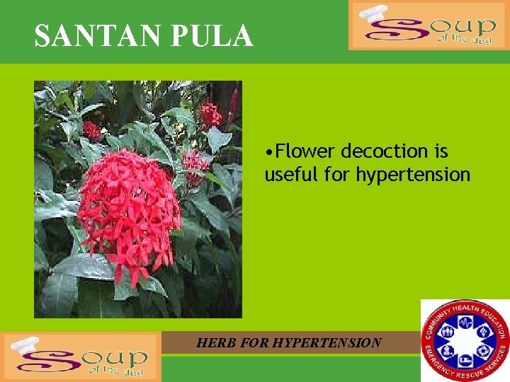 SANTAN PULA • Flower decoction is useful for hypertension HERB FOR HYPERTENSION 