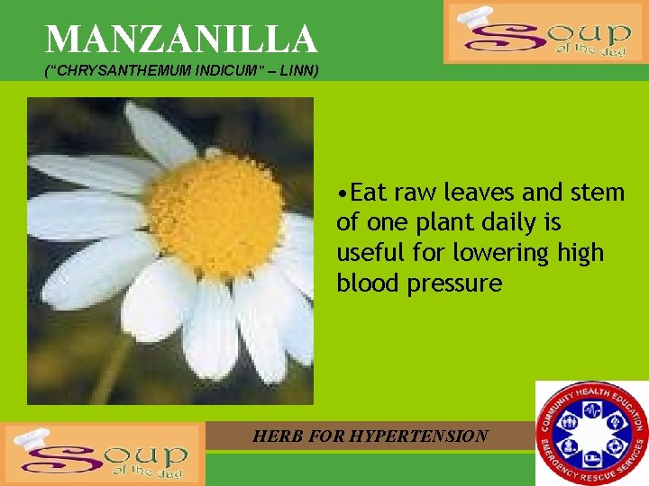 MANZANILLA (“CHRYSANTHEMUM INDICUM” – LINN) • Eat raw leaves and stem of one plant